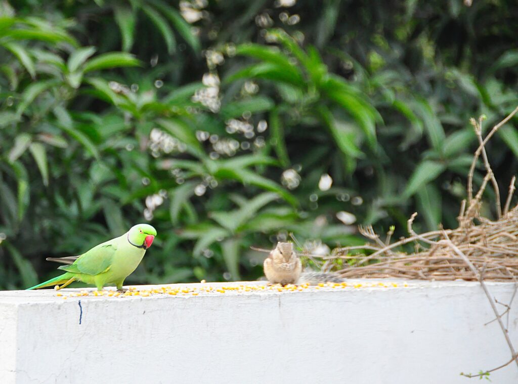 Indian Green Parrot