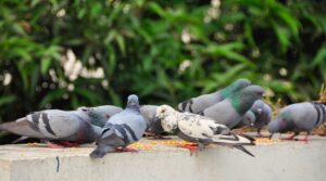 Grey and White Pigeons