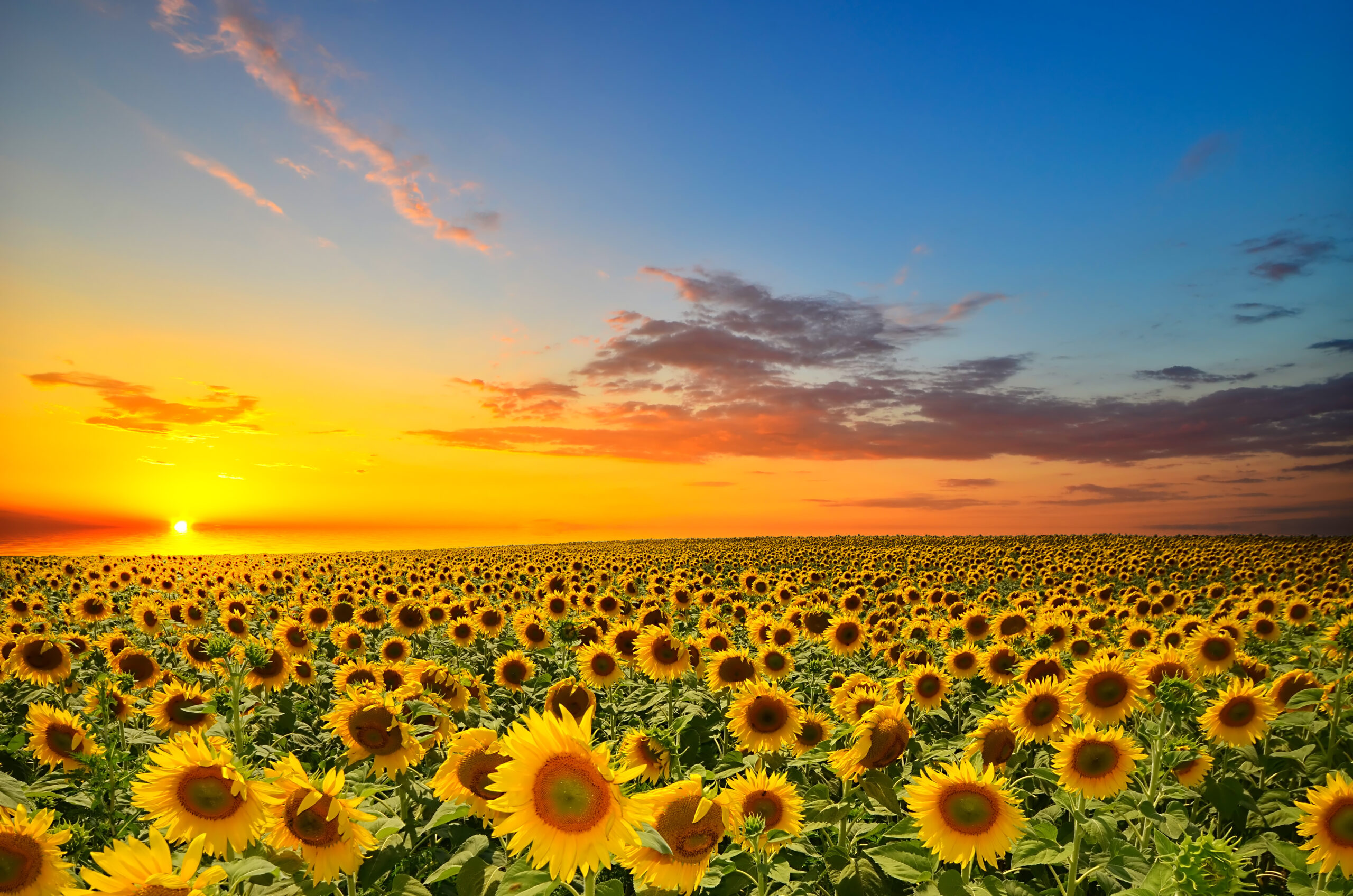 The Sunflower Effect