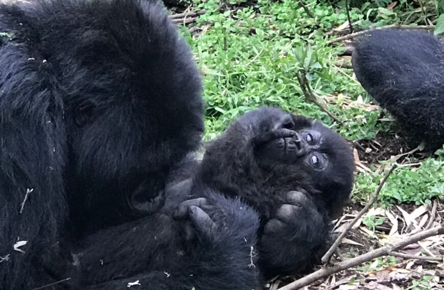 Gorilla Stories Of Rwanda