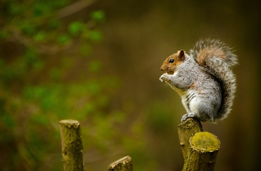 Fidgeting Squirrels