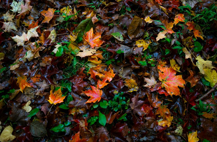 Linda Crate: Give me an October Day